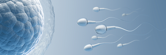 NADH und Fruchtbarkeit (Fertilität): Wie es deine reproduktive Gesundheit unterstützen kann