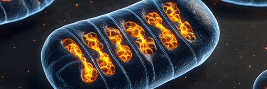 NADH: Der direkte Energielieferant für Zellen, Gehirn und körperliche Leistung